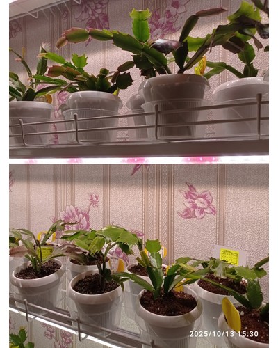 Контейнер круглый PP d=101 250 мл отзыв № 0136571077-0290-1 от 13.10.2025 10:30:59 фото № 1