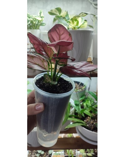 Стакан PP прозрачный глянцевый d=90 500 мл отзыв № 25818474-0390-1 от 21.11.2025 11:06:57 фото № 1