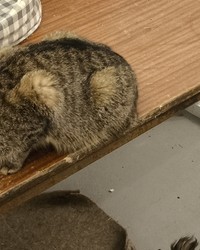 Тарелка бумажная прямоугольная 210×140 мм Крафт № 31247634-0211-1 16.03.2025 21:21:58 фото № 1