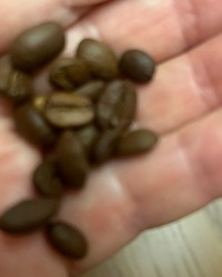 Кофе в зернах Alvorada Cafe Gastro 1000 г № 70176059-0113-2 10.08.2024 18:26:08 фото № 2