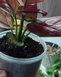 Стакан PP прозрачный глянцевый d=90 500 мл № 25818474-0390-1 21.11.2025 11:06:57 фото № 1